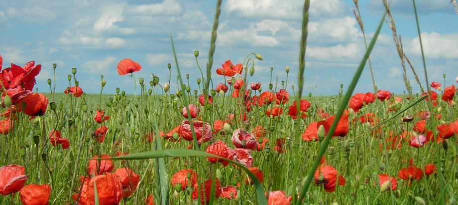 mohn